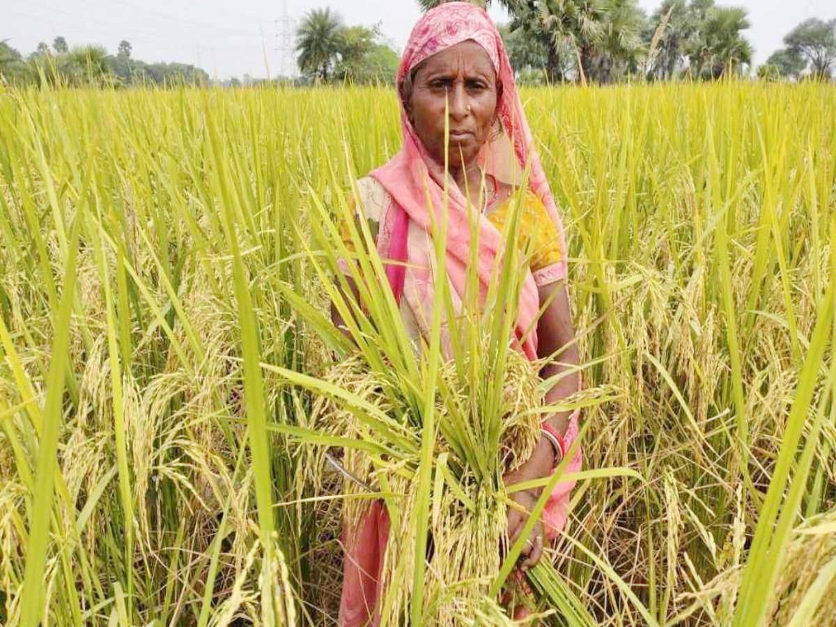 Indian rice in World