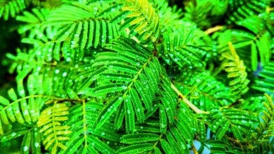 Vastu rules for plants