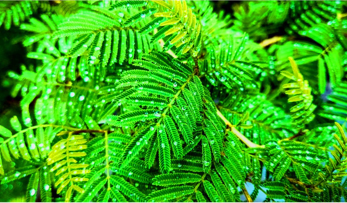 Vastu rules for plants