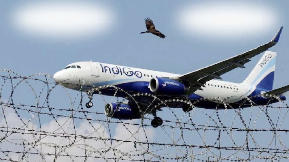 indigo chaos