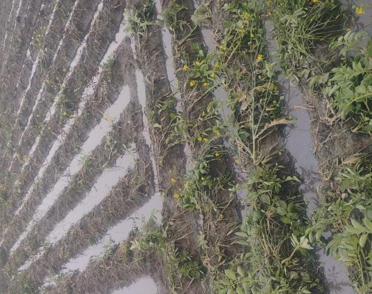 आरोप: गंदा पानी खेत में छोड़ा आलू की फसल बर्बाद