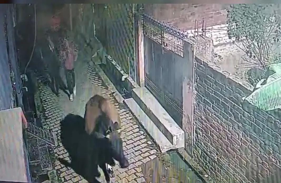 गाय चोरी