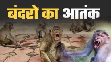 जसवंतनगर में बंदरों