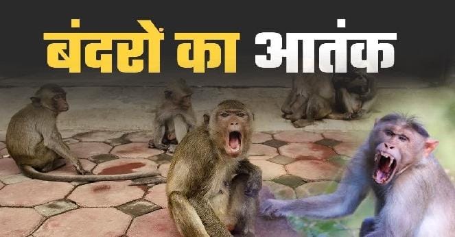 जसवंतनगर में बंदरों