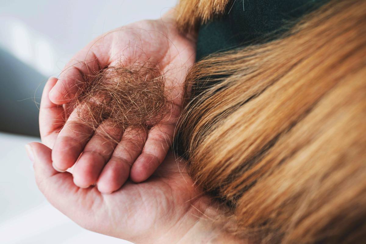Winter Hair Fall Solution
