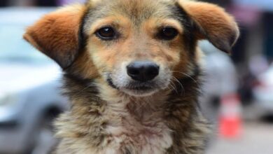 stray dog india