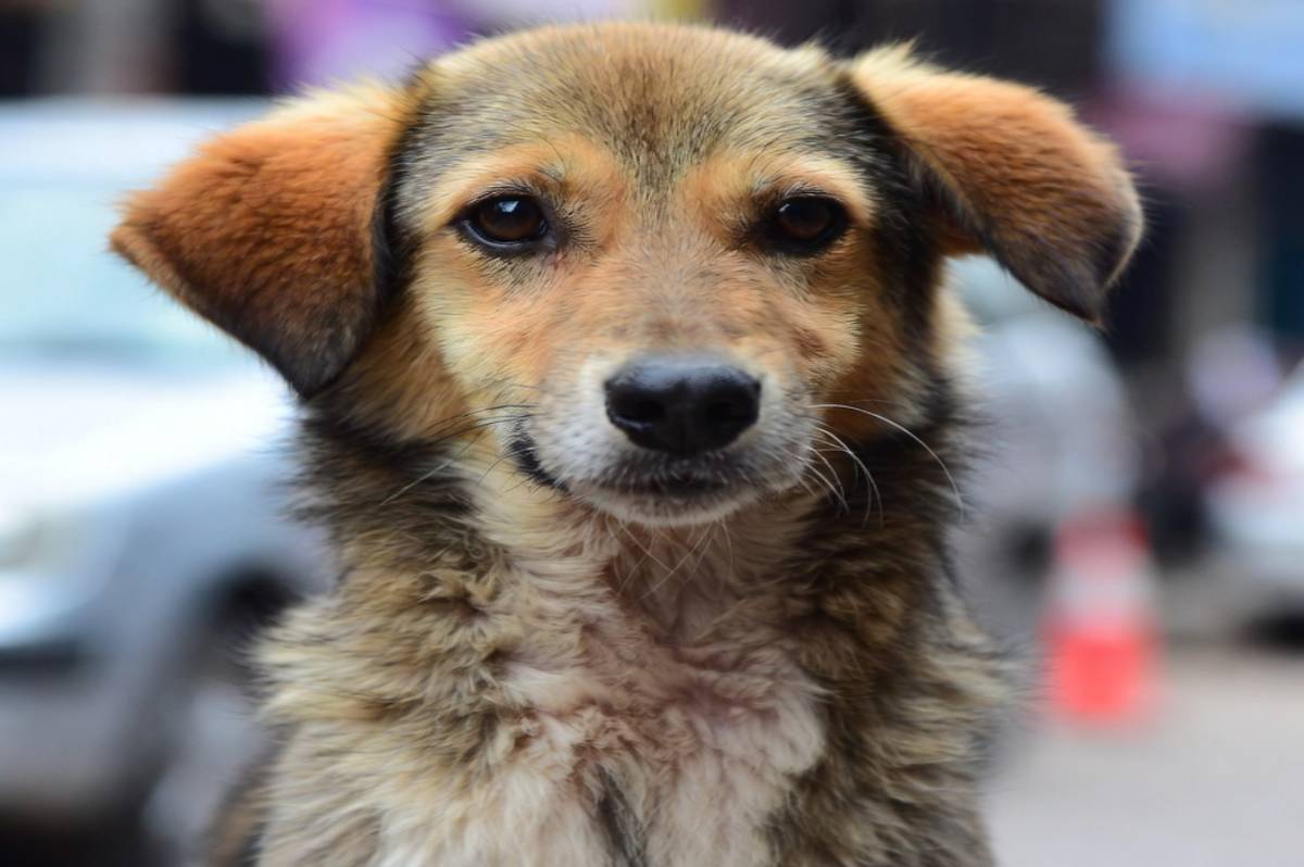 stray dog india