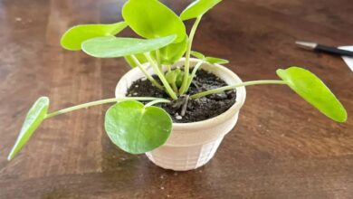 Money Plant Soil