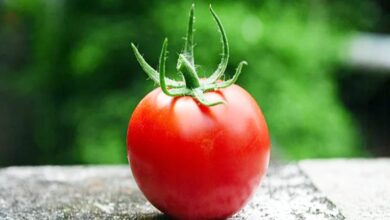 vegetables without tomato