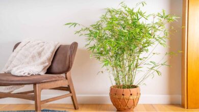 bamboo plant