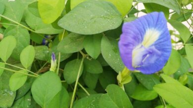 Plant Vastu Secrets