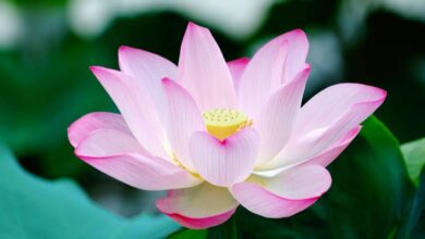 National flower Lotus