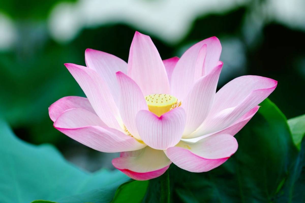 National flower Lotus