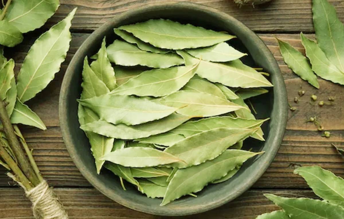 health benefits of bay leaf