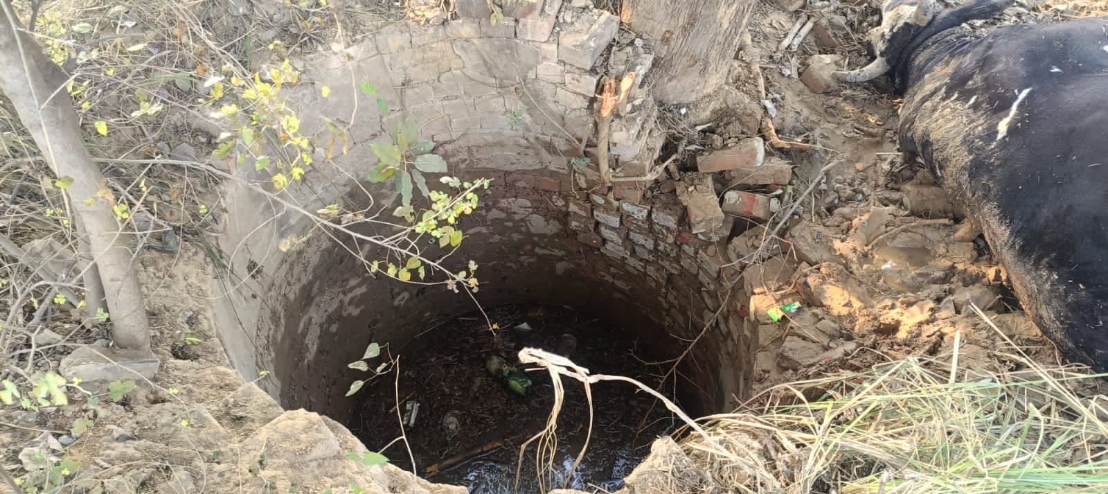 अन्ना सांड