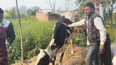 गाय के साथ दुष्कर्म