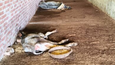 गौशाला
