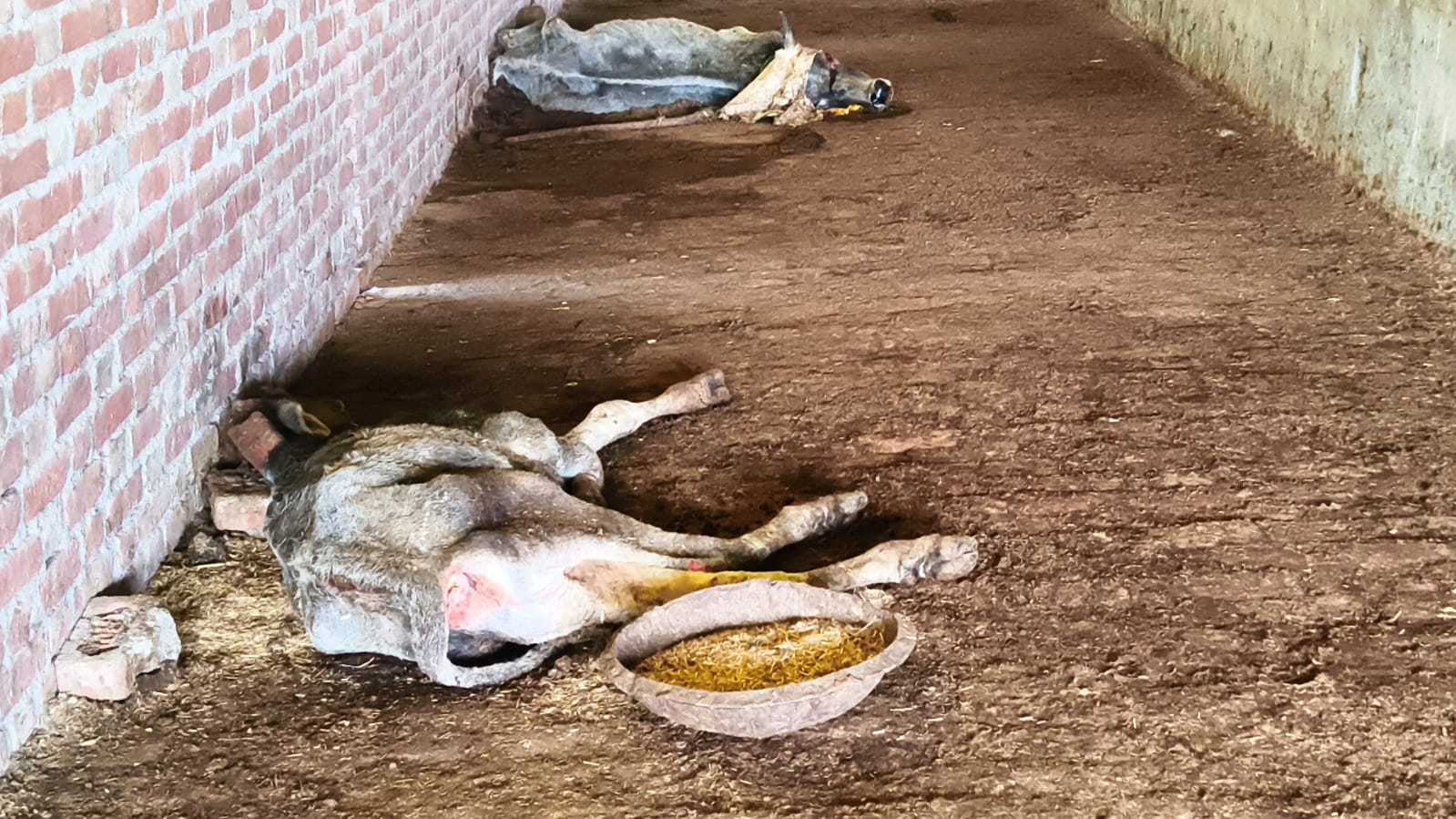 गौशाला