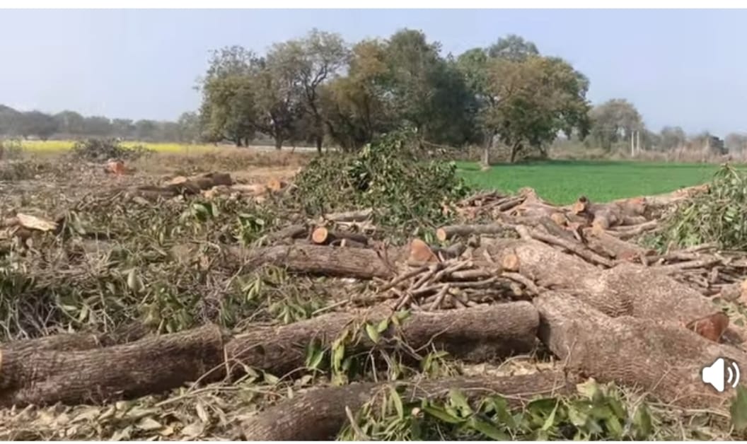 महराजगंज, रायबरेली