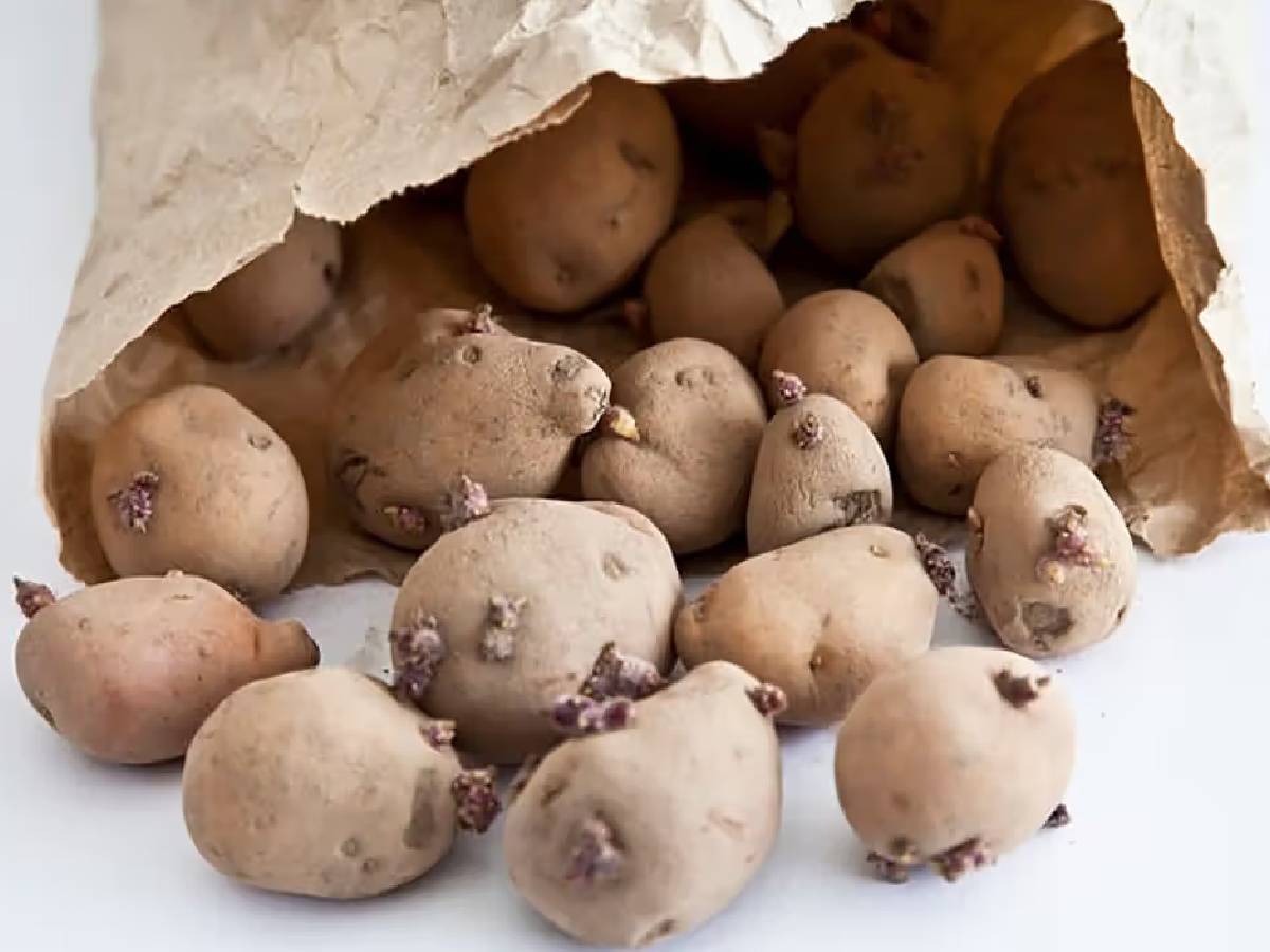 Potato Side Effects