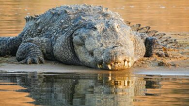 Weird Crocodile Lake