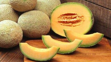 Musk melon seeds