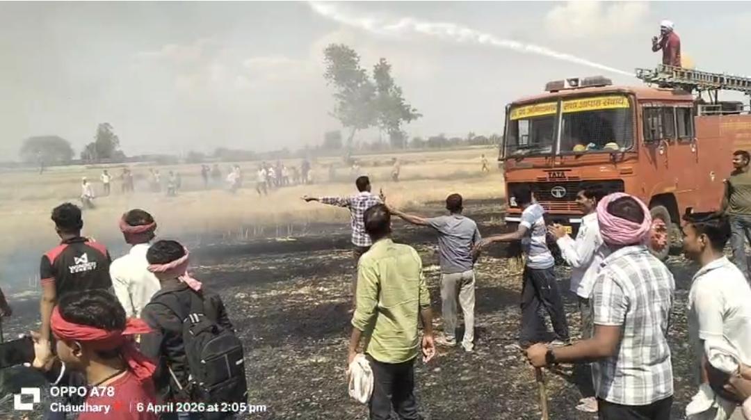 गेहूं की पकी खड़ी