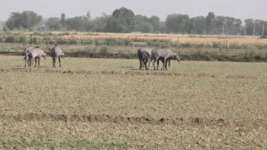 जसवंतनगर,इटावा