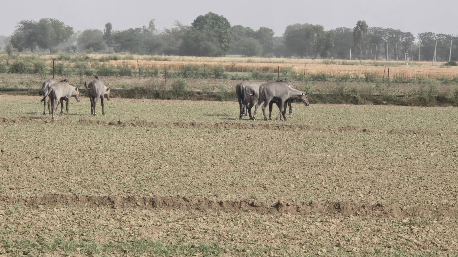 जसवंतनगर,इटावा