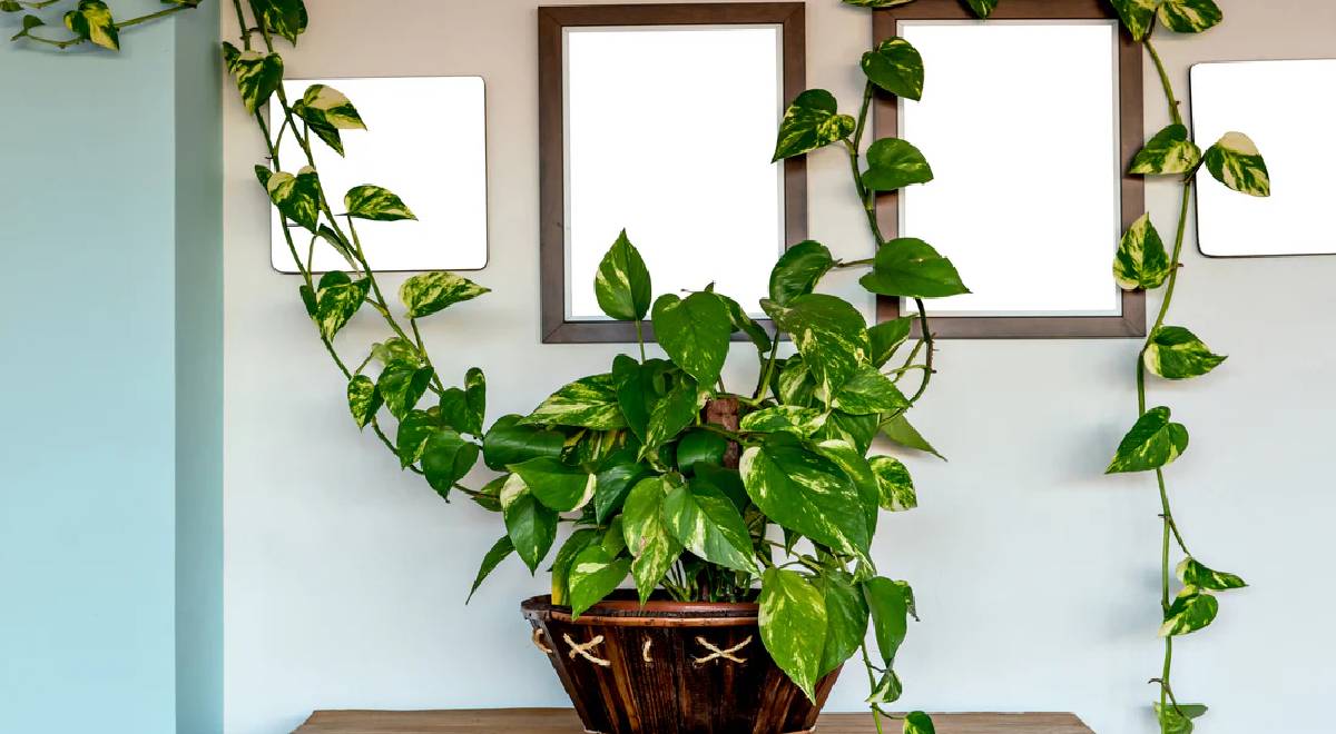 Money Plant Vastu Tips