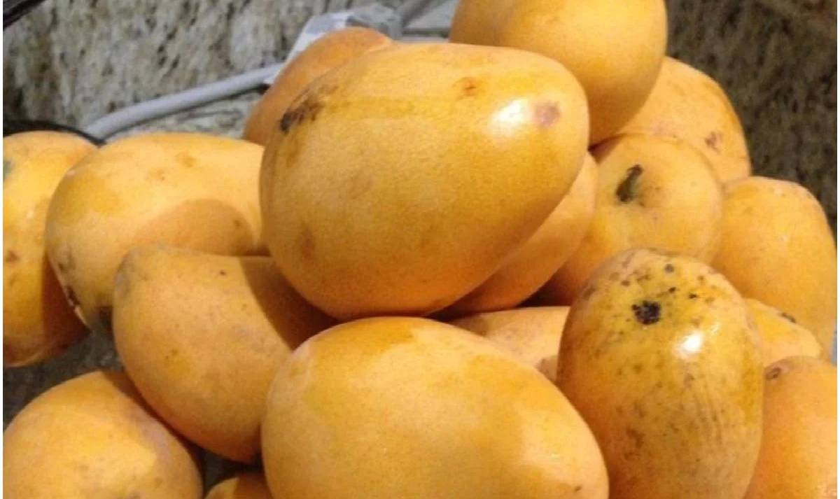 mango side effects