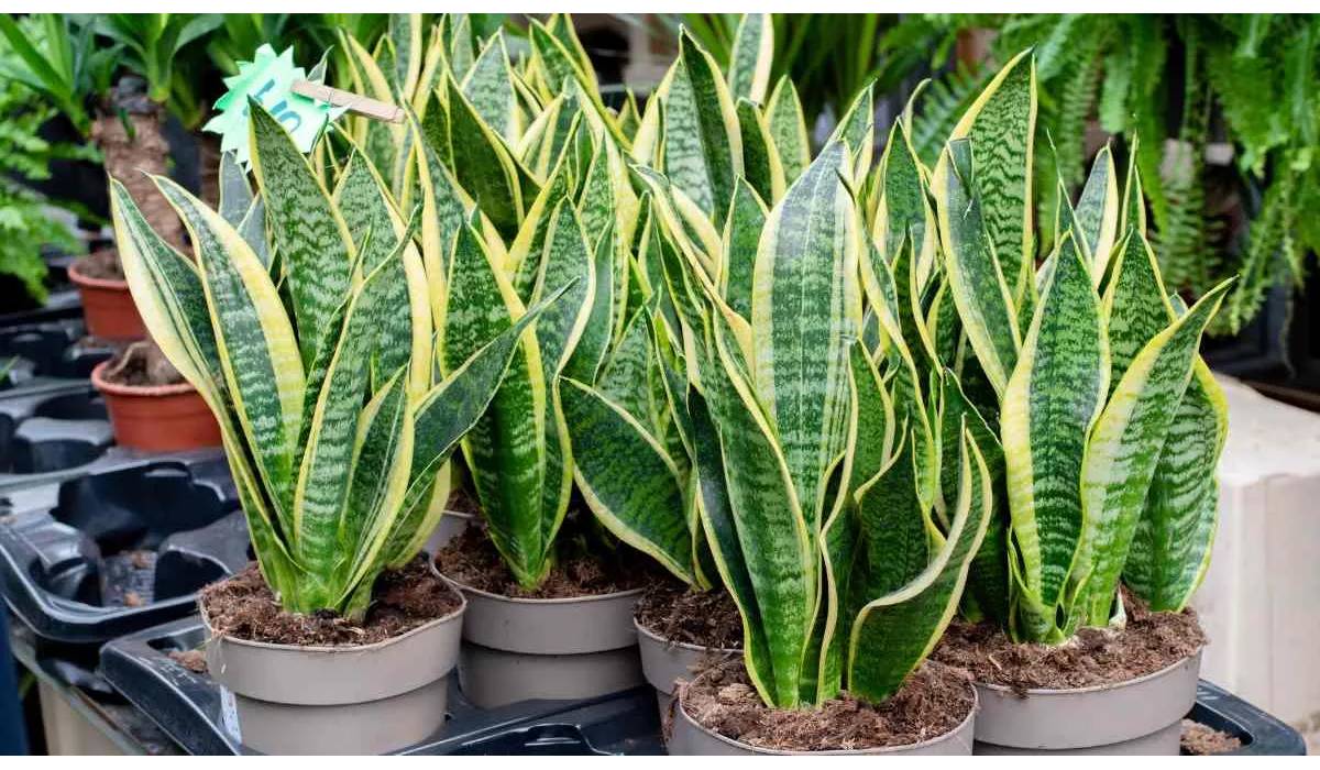 Anti-snake plants Vastu