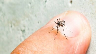 Mosquito attraction