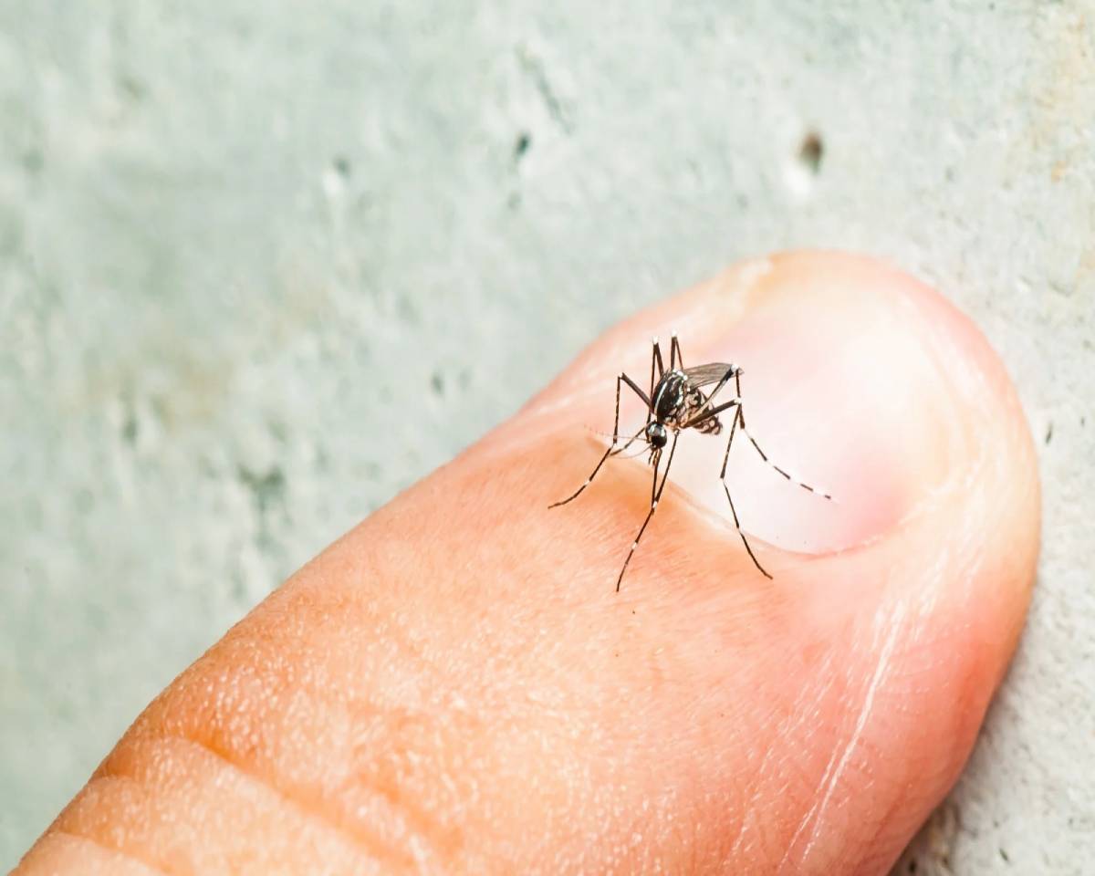 Mosquito attraction