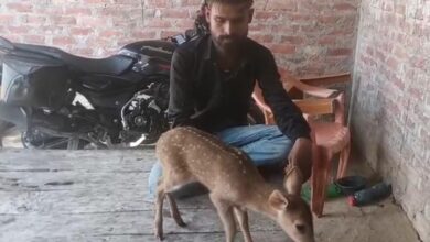 जंगल में भटक र