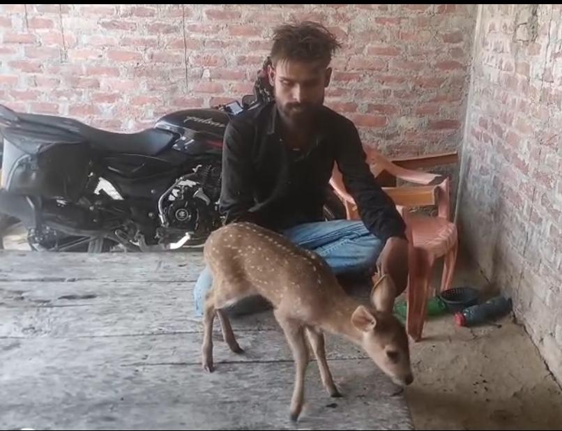जंगल में भटक र