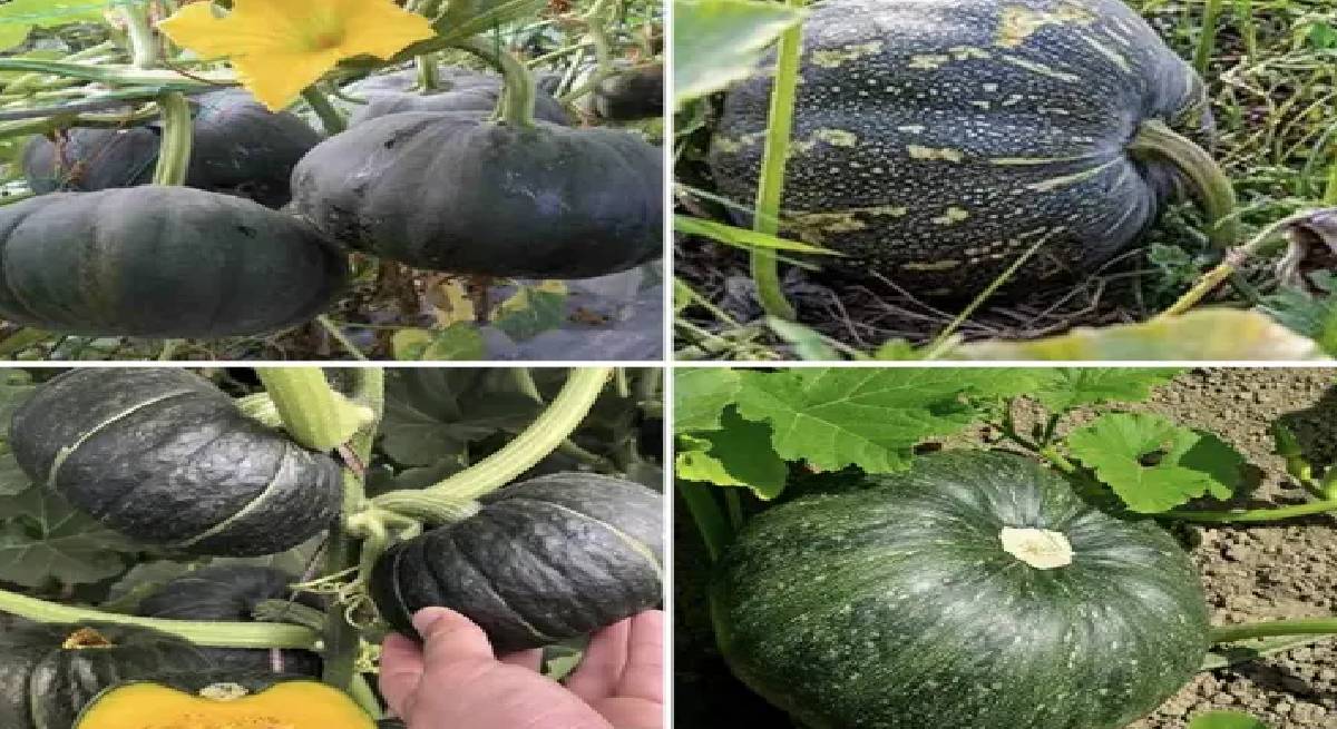 Desi vs Hybrid Pumpkin