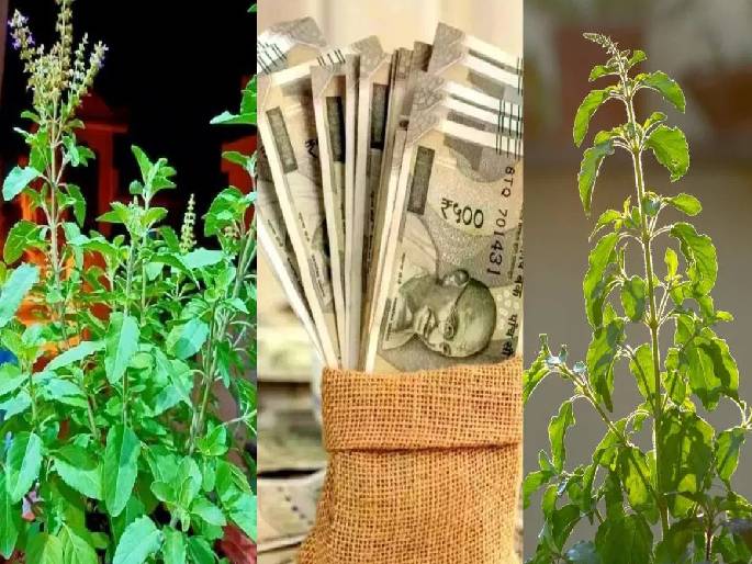 Tulsi Vastu Tips