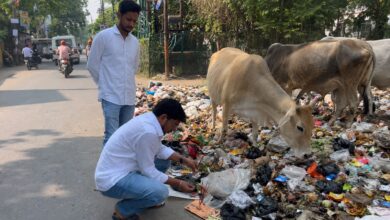 कूड़े में भोजन तलाश रही गायों की पूजा कर जताया विरोध