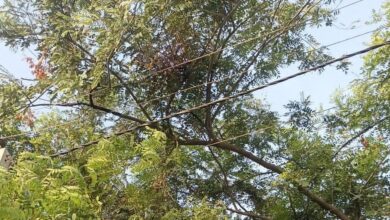 हरे वृक्षों में फंसे हाईटेशन विद्युत तार: आपूर्ति ठप
