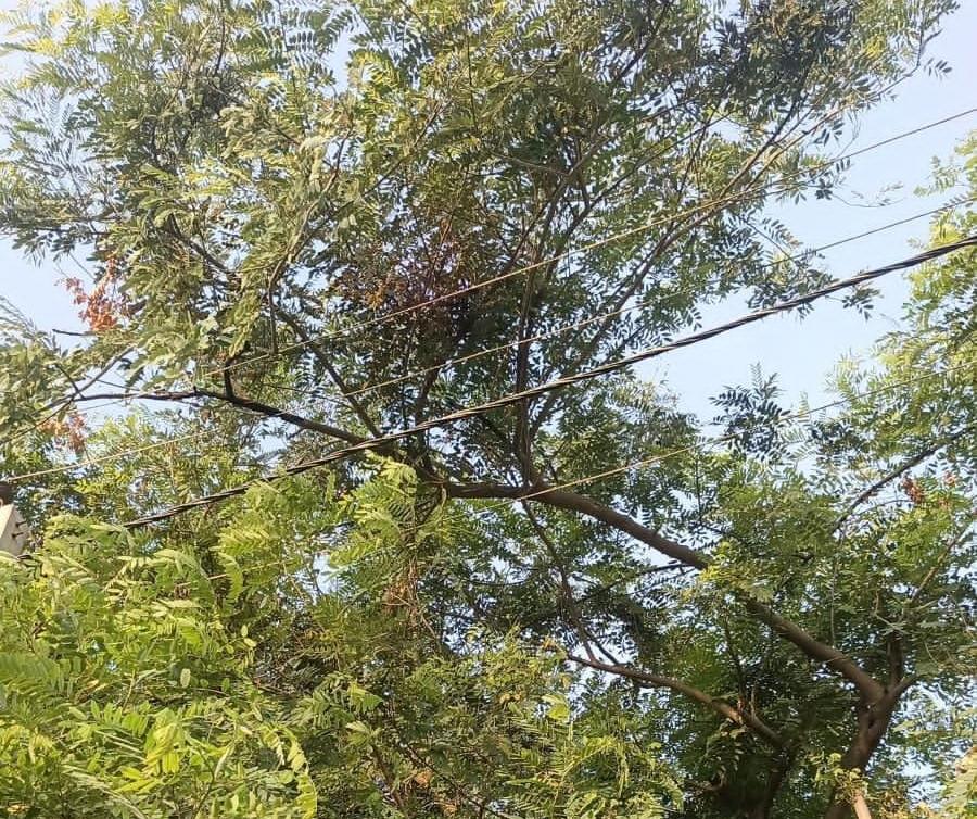 हरे वृक्षों में फंसे हाईटेशन विद्युत तार: आपूर्ति ठप