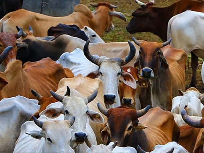 Gaushala subsidy scam 2026