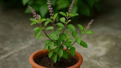 Tulsi Plant Care Tips