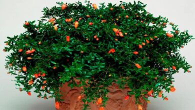 Sawan lucky plants for home
