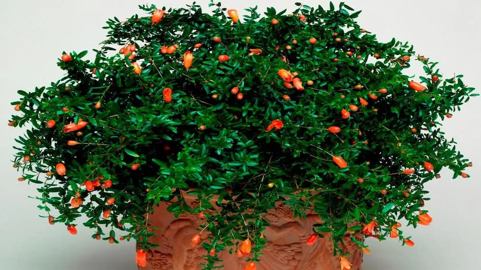 Sawan lucky plants for home