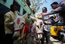 donkey wedding in india