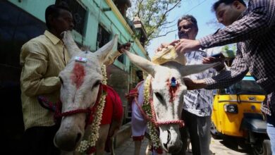 donkey wedding in india