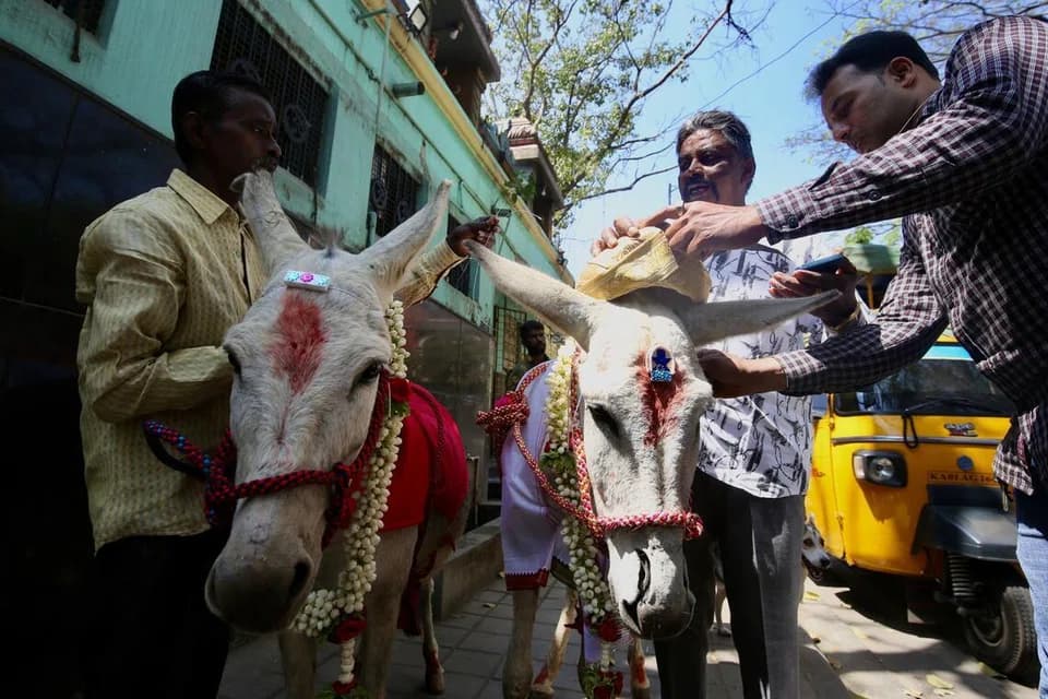 donkey wedding in india
