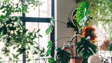 Feng Shui Plants 2026