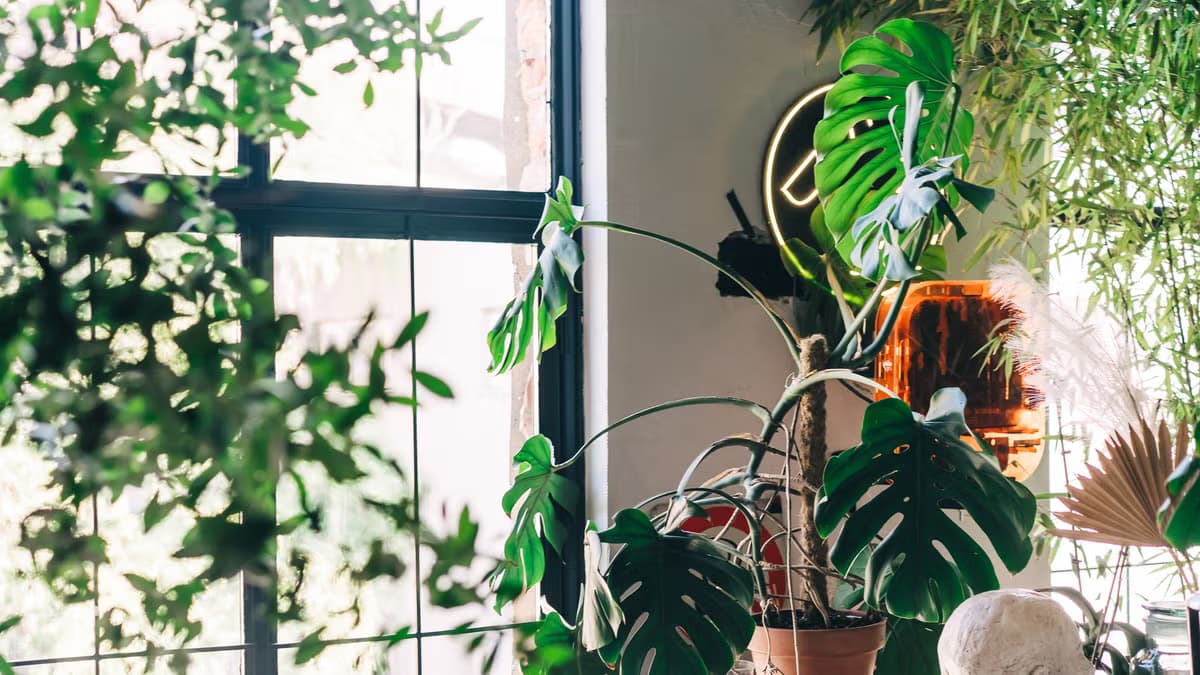 Feng Shui Plants 2026